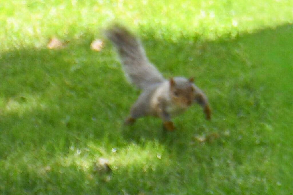 Closeup of squirrel